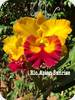 Rlc. Asian Sunrise